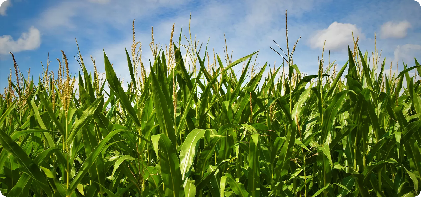 Naturally Traceable Raw Material Sources